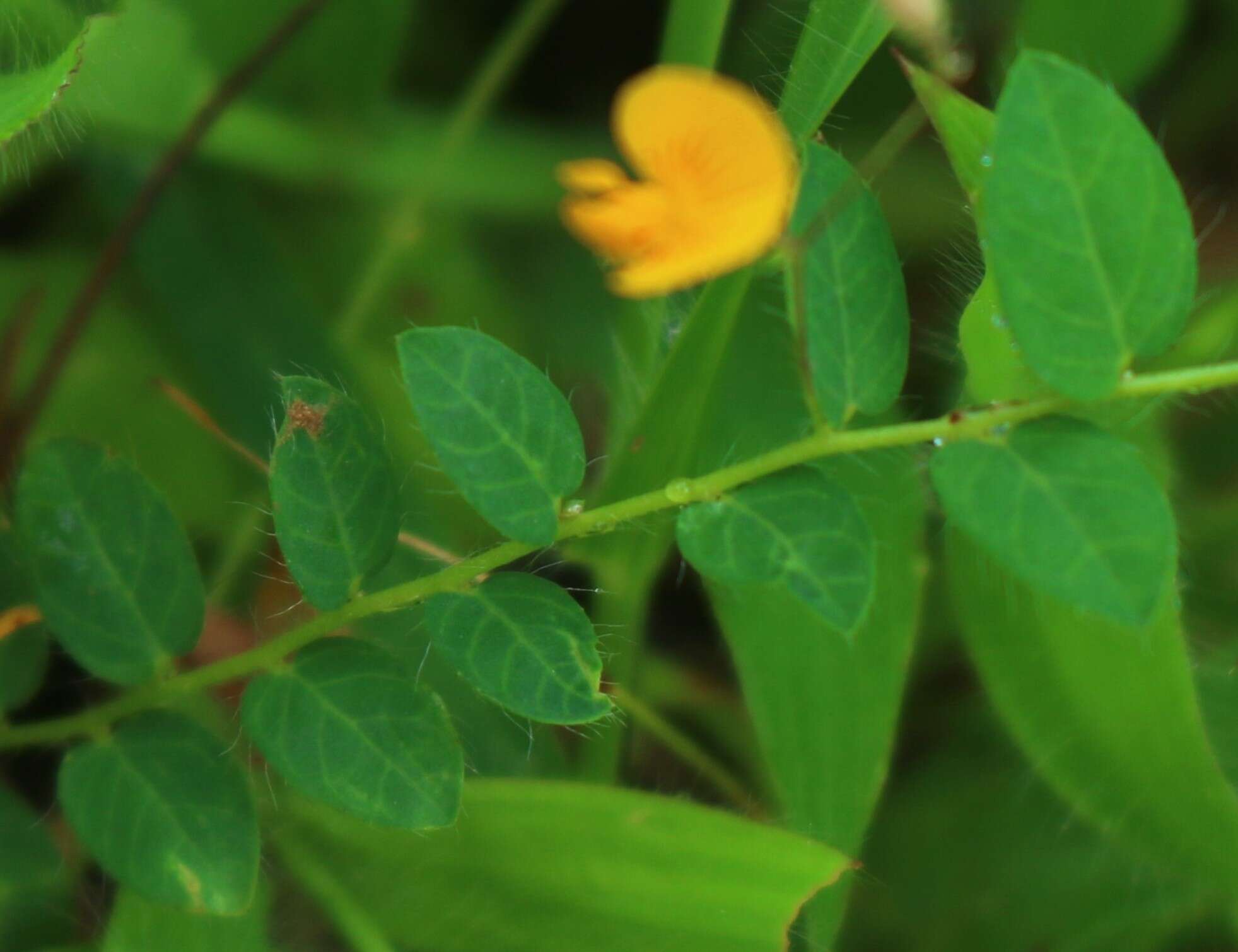 Image of Crotalaria filipes Benth.