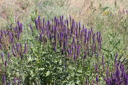 Imagem de Salvia nemorosa L.