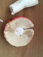 Image of Russula pseudolepida Singer 1940