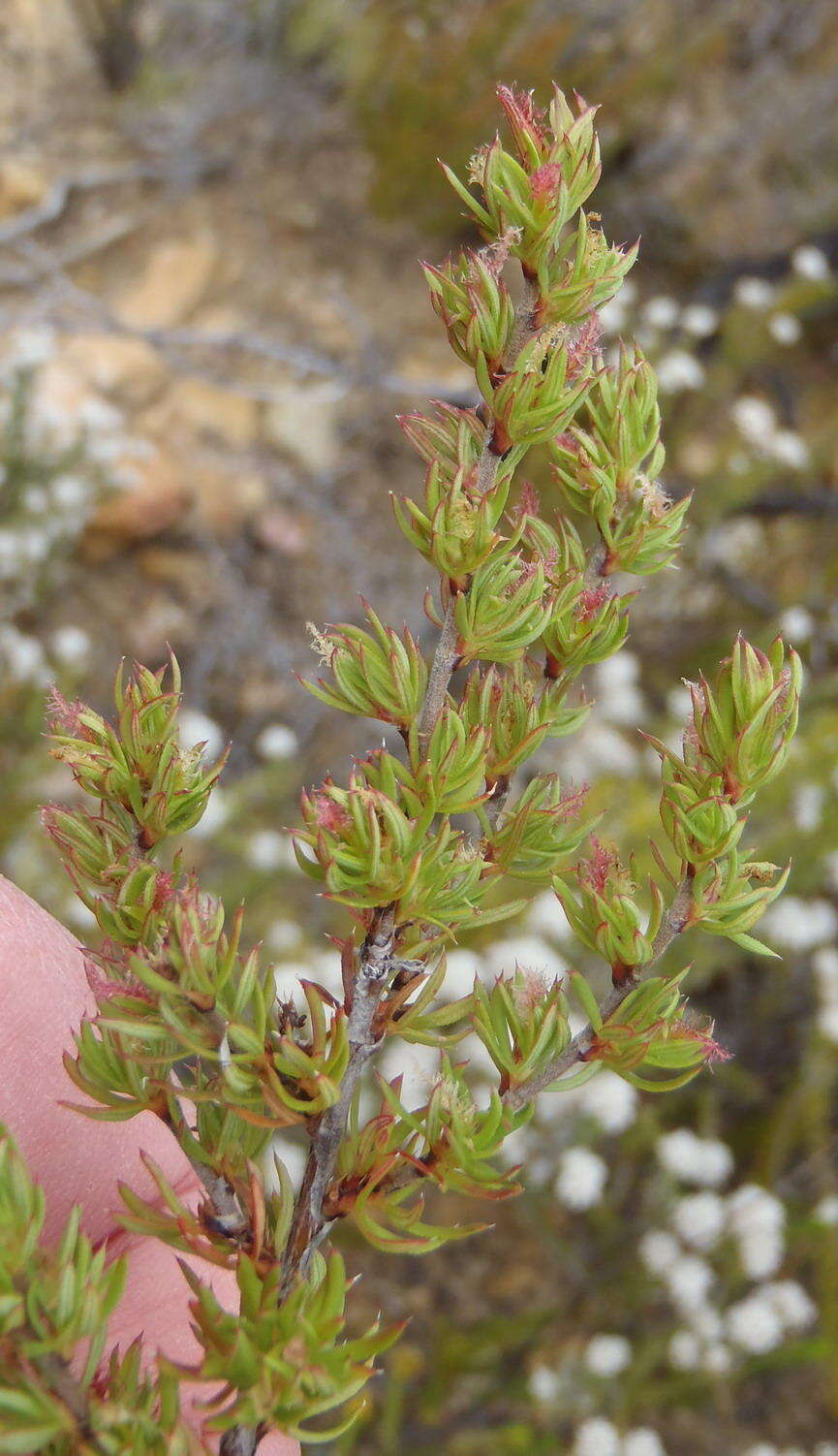 Image of Cliffortia arcuata Weim.