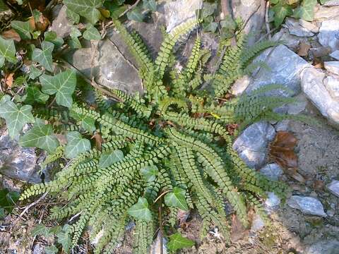 Image de Asplenium trichomanes subsp. quadrivalens D. E. Meyer