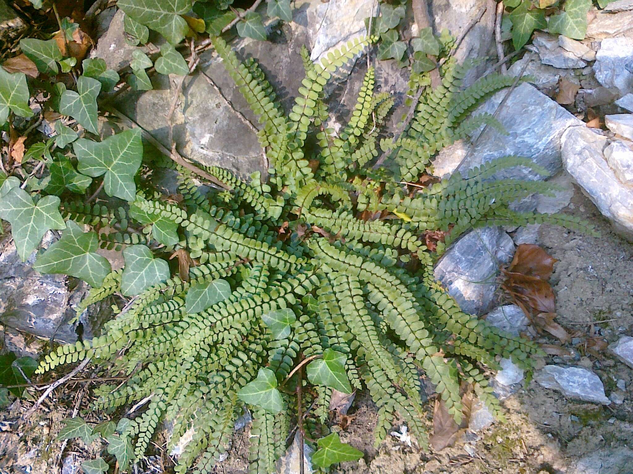 Imagem de Asplenium trichomanes subsp. quadrivalens D. E. Meyer