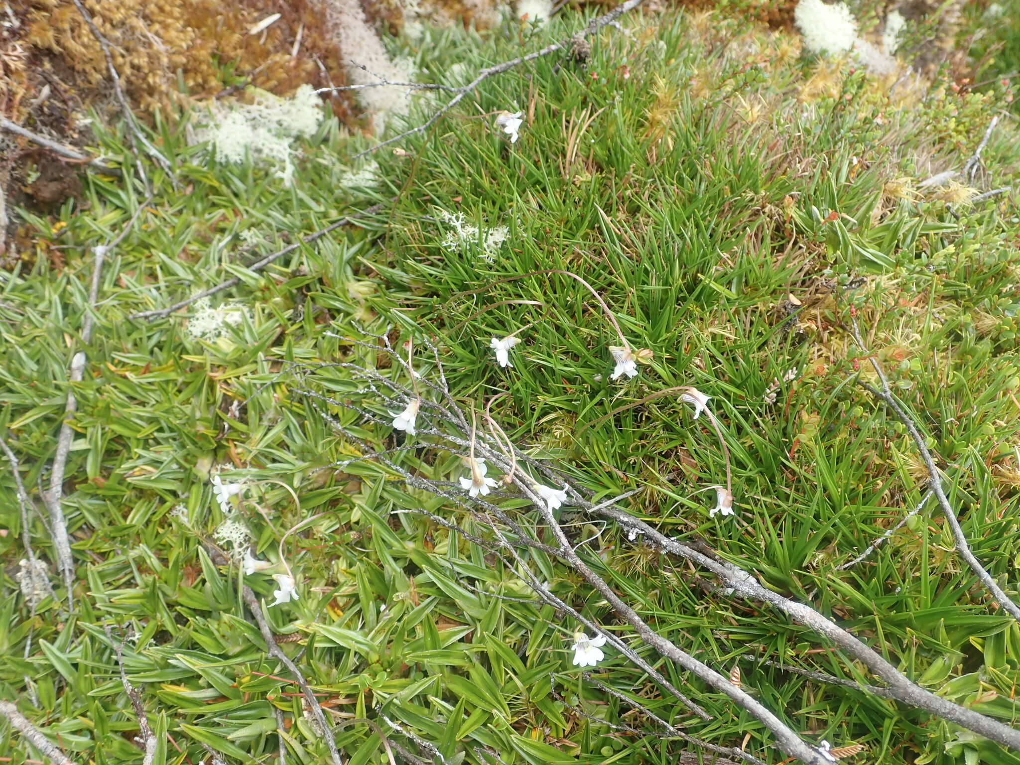 Image of Pinguicula antarctica Vahl