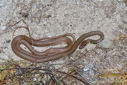 Image of Dahl's Whip Snake