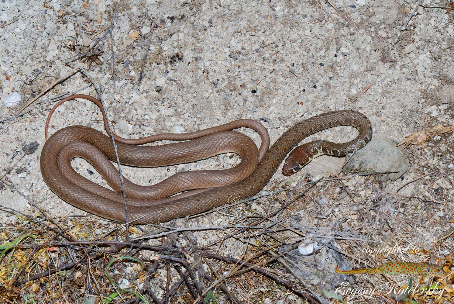 Image of Dahl's Whip Snake