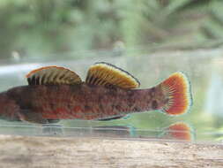 Image of Lipstick darter