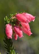 Image of Erica oatesii var. oatesii