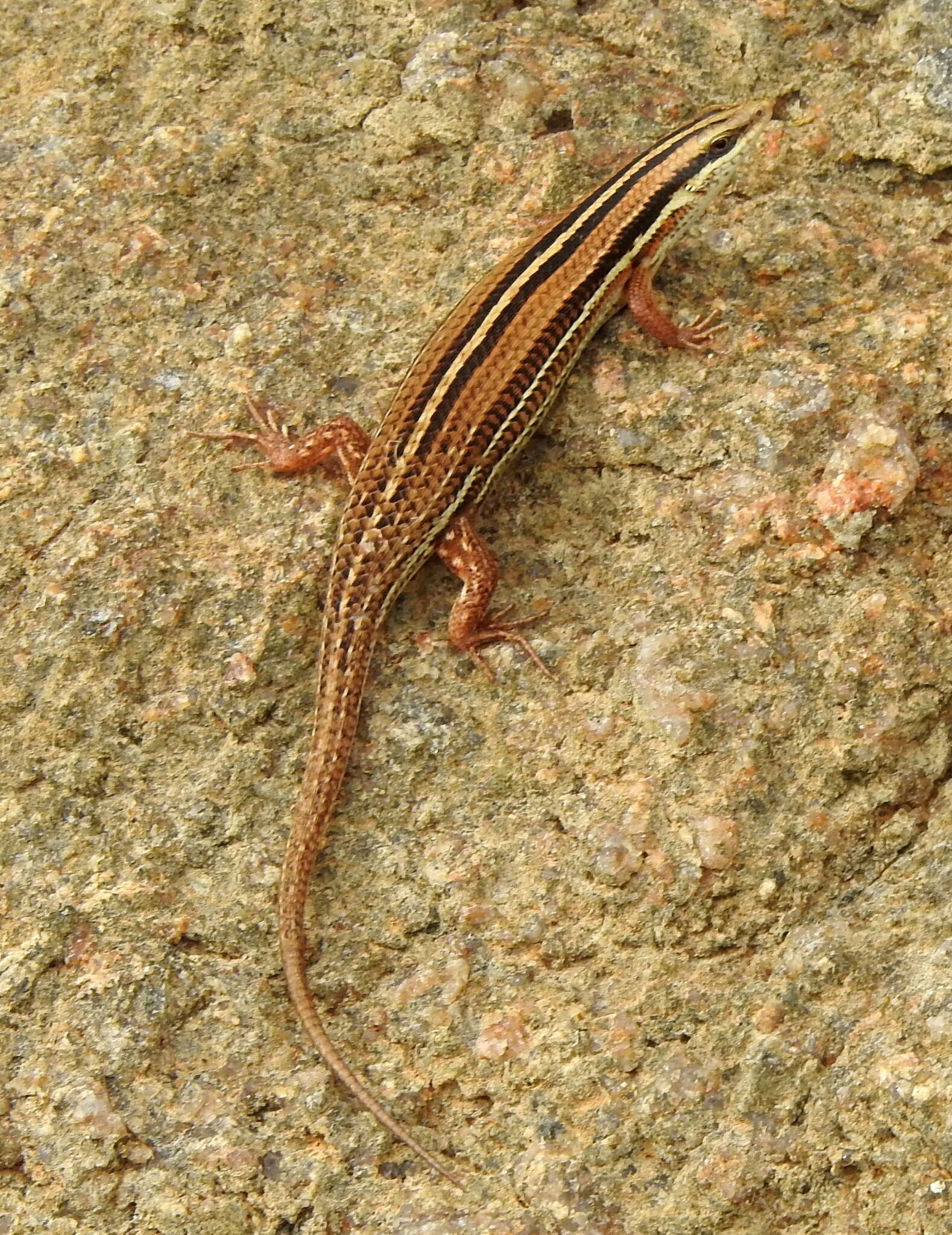 Image of Bibron's Skink