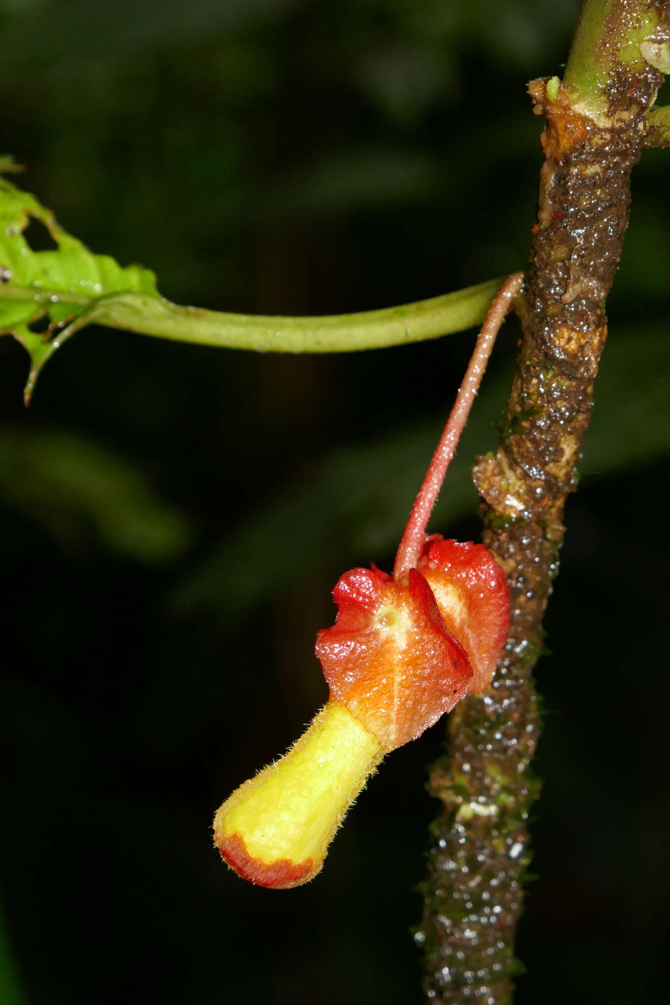 Image of Glossoloma tetragonoides (Mansf.) J. L. Clark