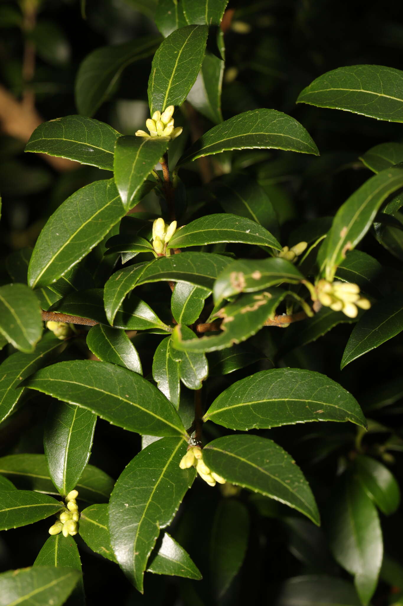 Image of Osmanthus burkwoodii (Burkwood & Skipwith) P. S. Green