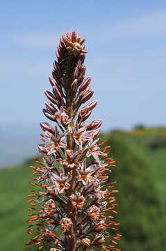 Image of Eremurus regelii Vved.