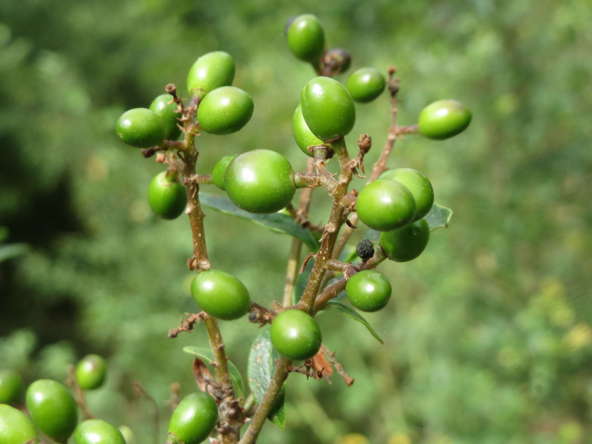 Image of European privet