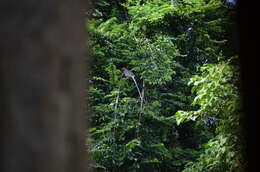 Image of Black-shanked Douc Langur