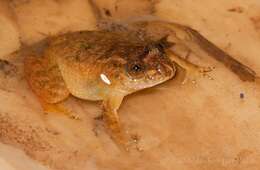 Image of Kempholey night frog