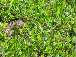 Image of Yellow-browed Sparrow