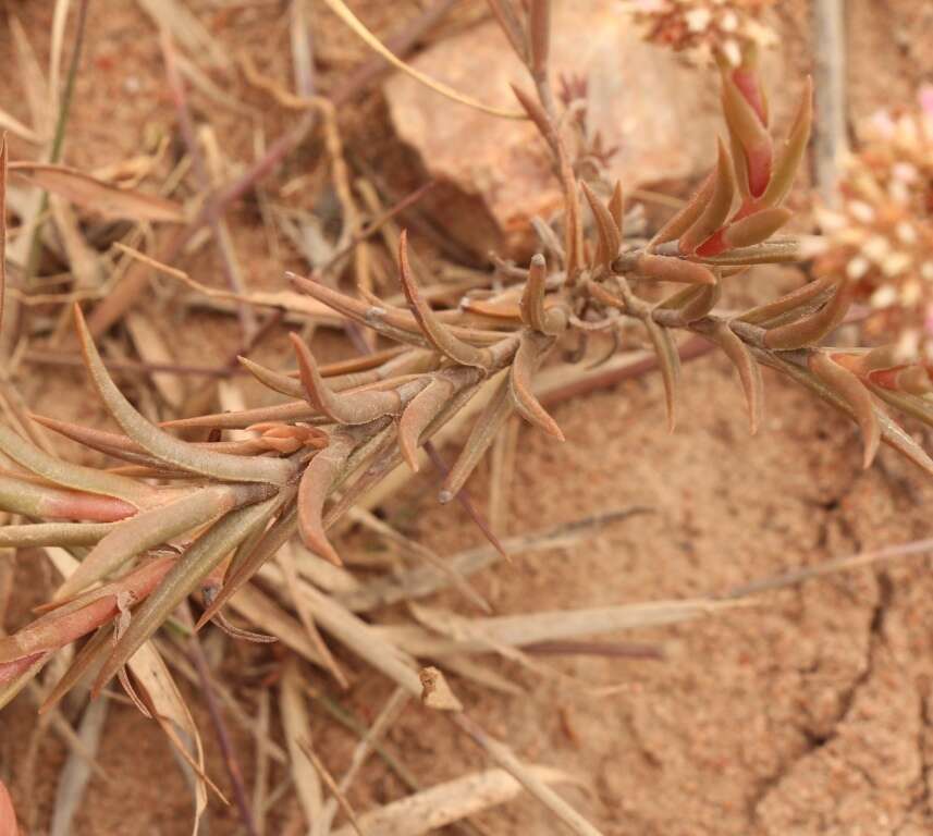 Image of Crassula subulata L.