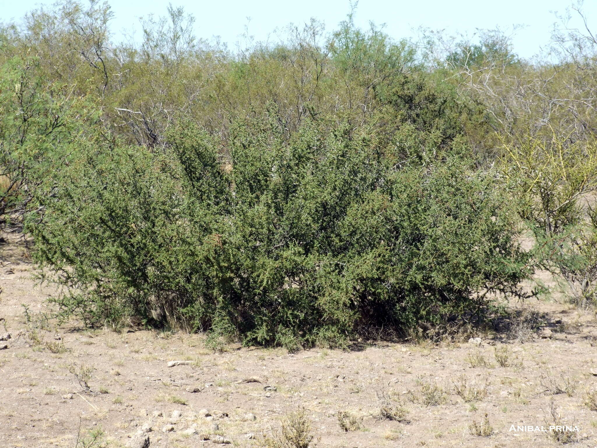 Image de Schinus johnstonii F. A. Barkley