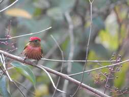 Image of Striolated Manakin