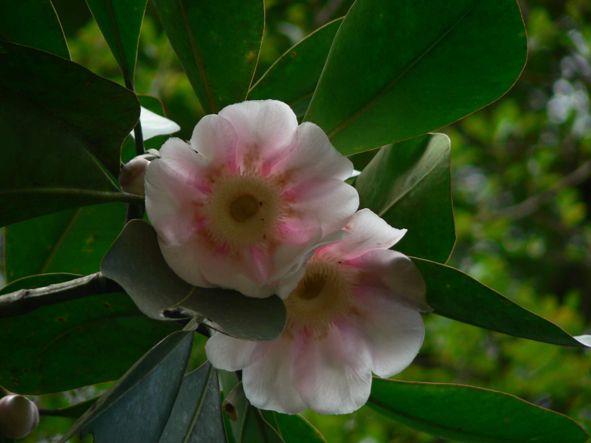 Image of Clusia grandiflora Splitg.