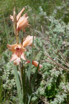 Image of Gladiolus oppositiflorus Herb.