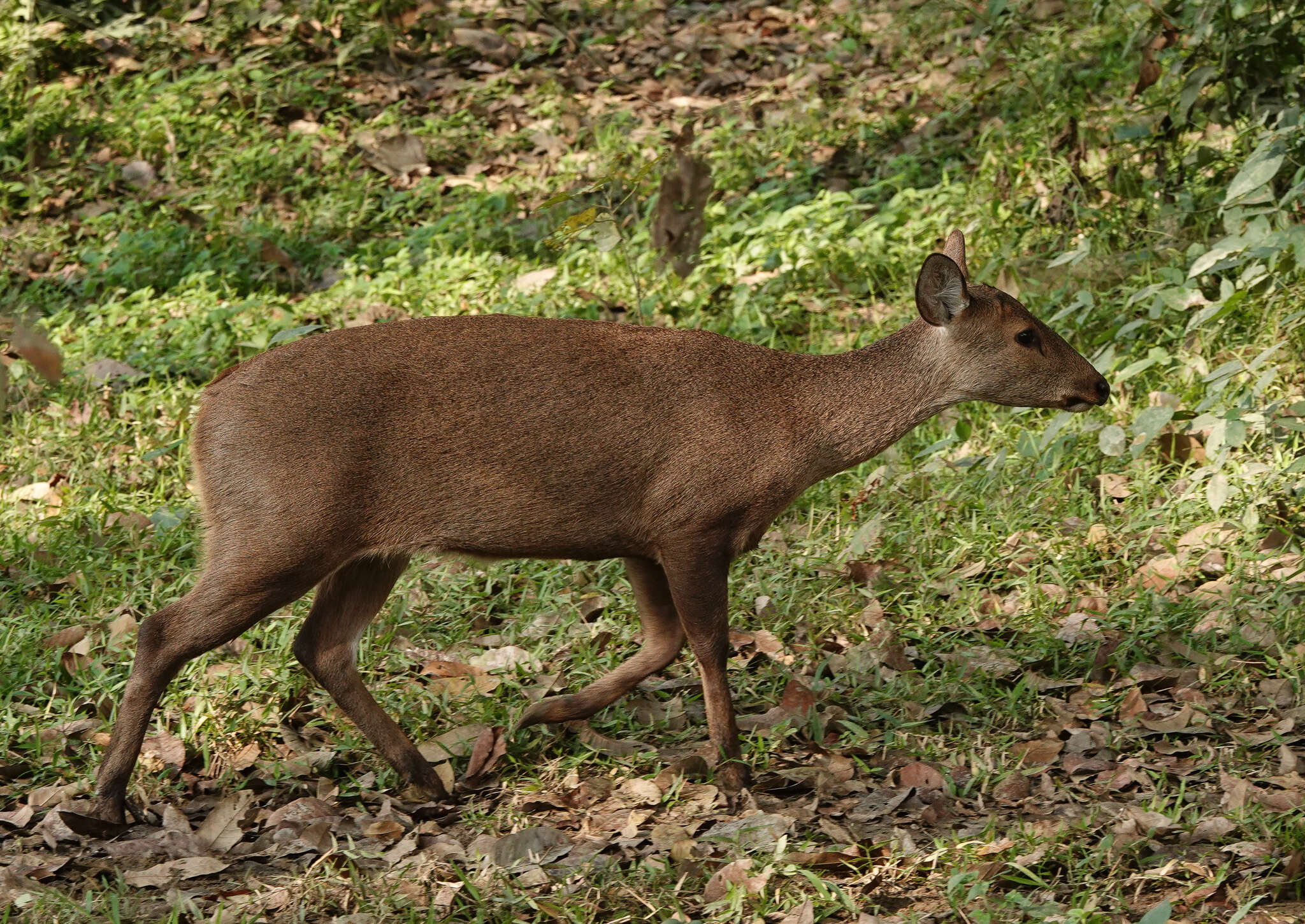 Image of Axis porcinus porcinus (Zimmermann 1780)