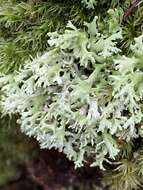 Image of Cladonia ceratophylla (Sw.) Spreng.