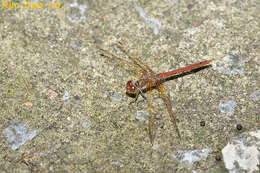 Image of <i>Sympetrum striolatum imitoides</i> Bartenef 1919