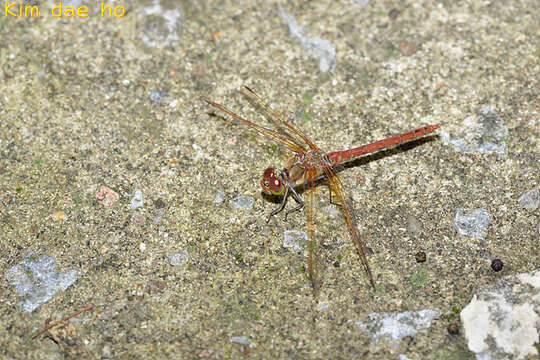 Image of <i>Sympetrum striolatum imitoides</i> Bartenef 1919