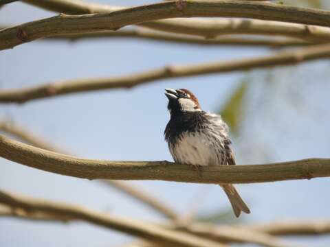 Passer hispaniolensis hispaniolensis (Temminck 1820) resmi