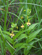 Epipactis thunbergii A. Gray resmi