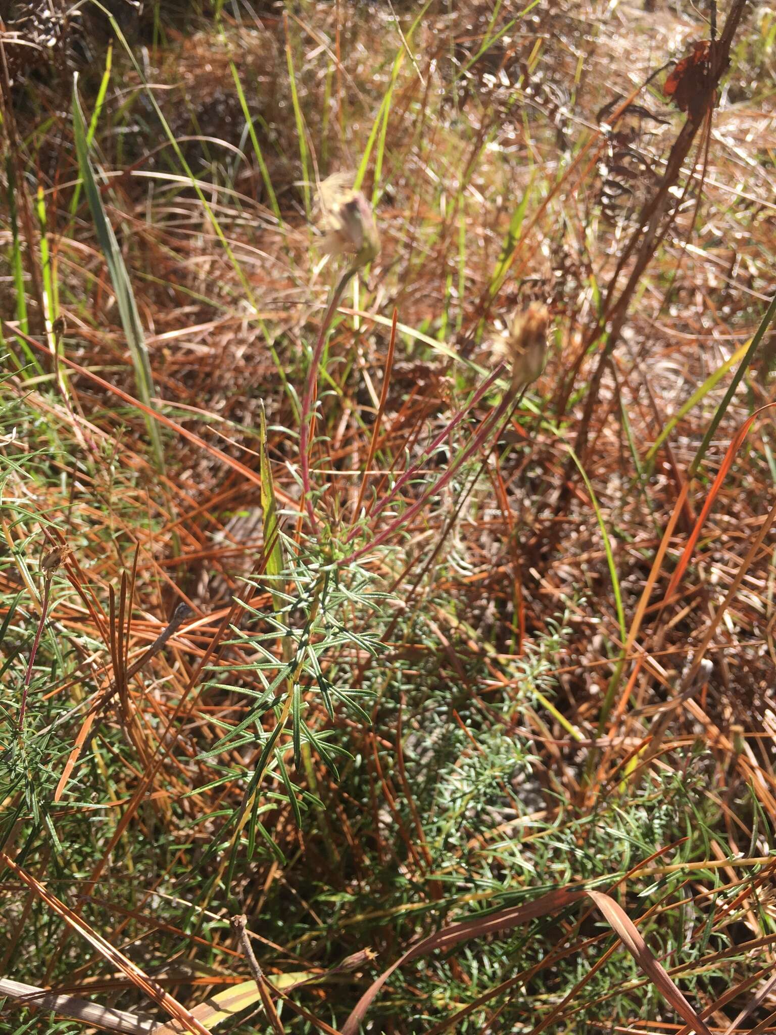 Imagem de Ionactis linariifolia (L.) Greene