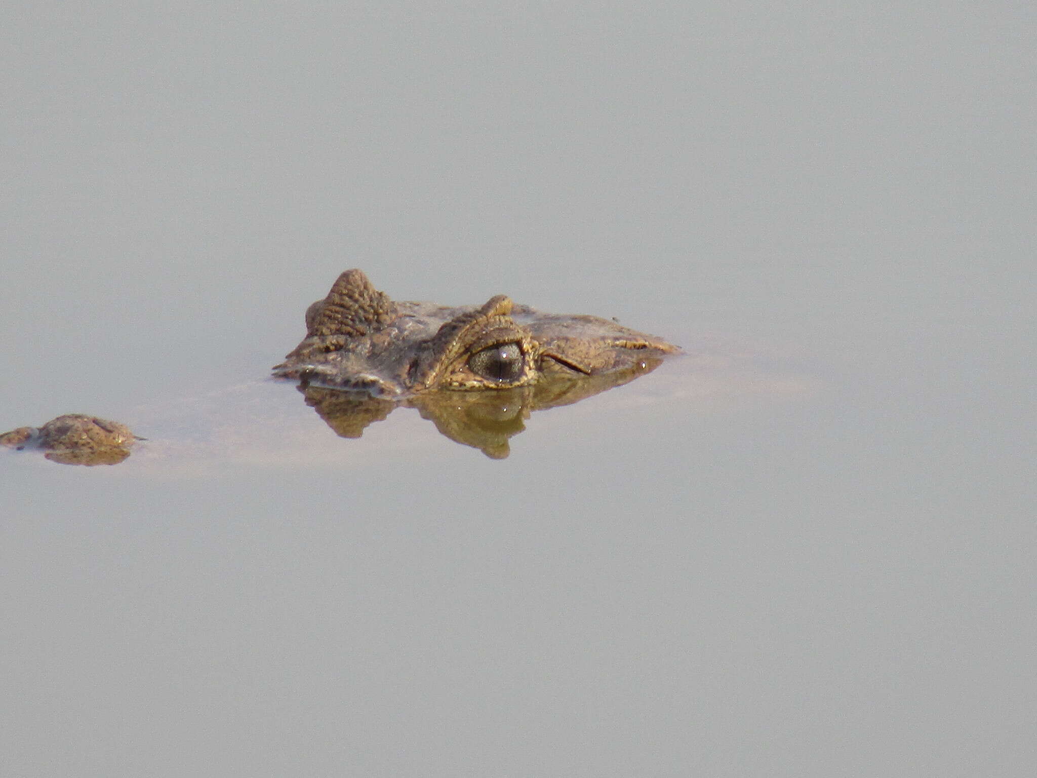 Image of Brown Spectacled Caiman