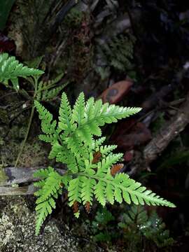 Image of haresfoot fern