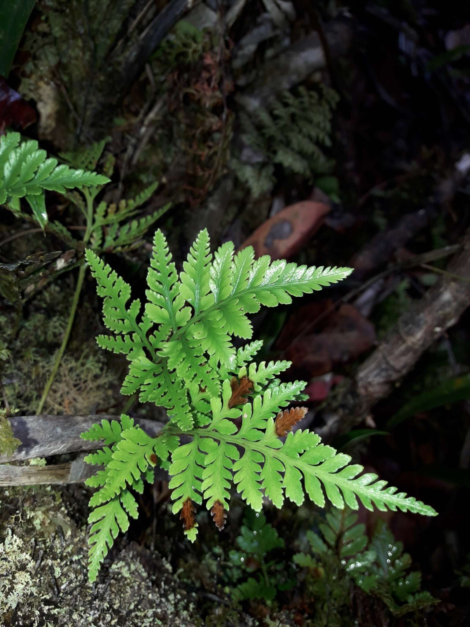 Слика од Davallia repens (L. fil.) Kuhn