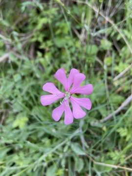 Image of Silene cythnia (Halácsy) Walters