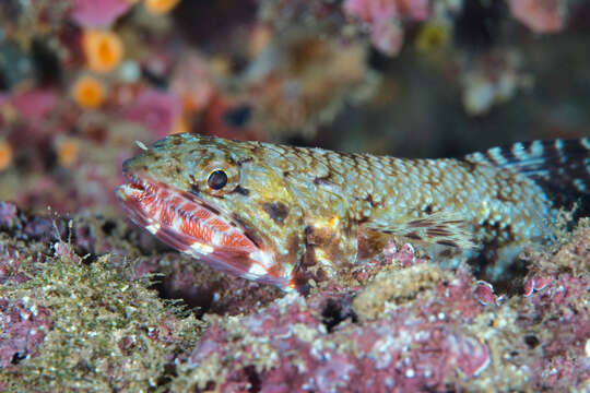 Image of Orangemouth lizardfish