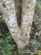 Sivun Fraxinus griffithii C. B. Clarke kuva