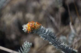 Image of <i>Acmispon argophyllus</i> var. <i>adsurgens</i>