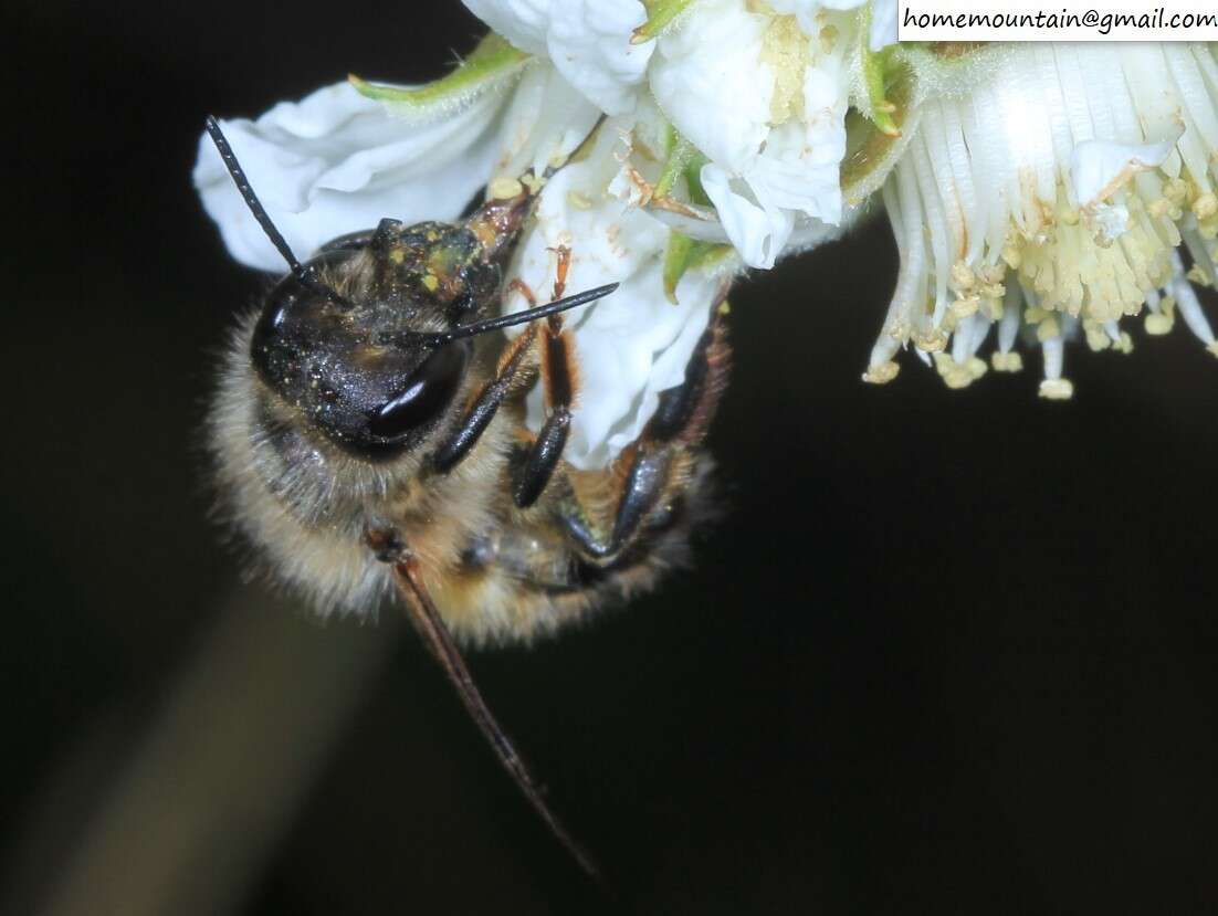 Image of Osmia excavata Alfken 1903