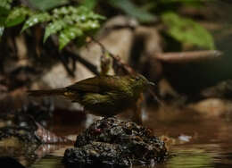 Image of Cachar Bulbul