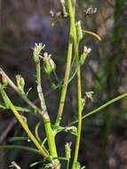 Image of Canadian Horseweed