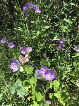 Phacelia grandiflora (Benth.) A. Gray的圖片