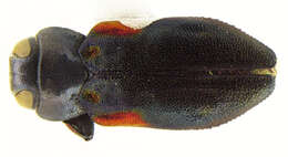 Image of Chrysobothris axillaris Horn 1886