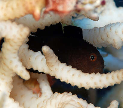 Image of Redhead goby