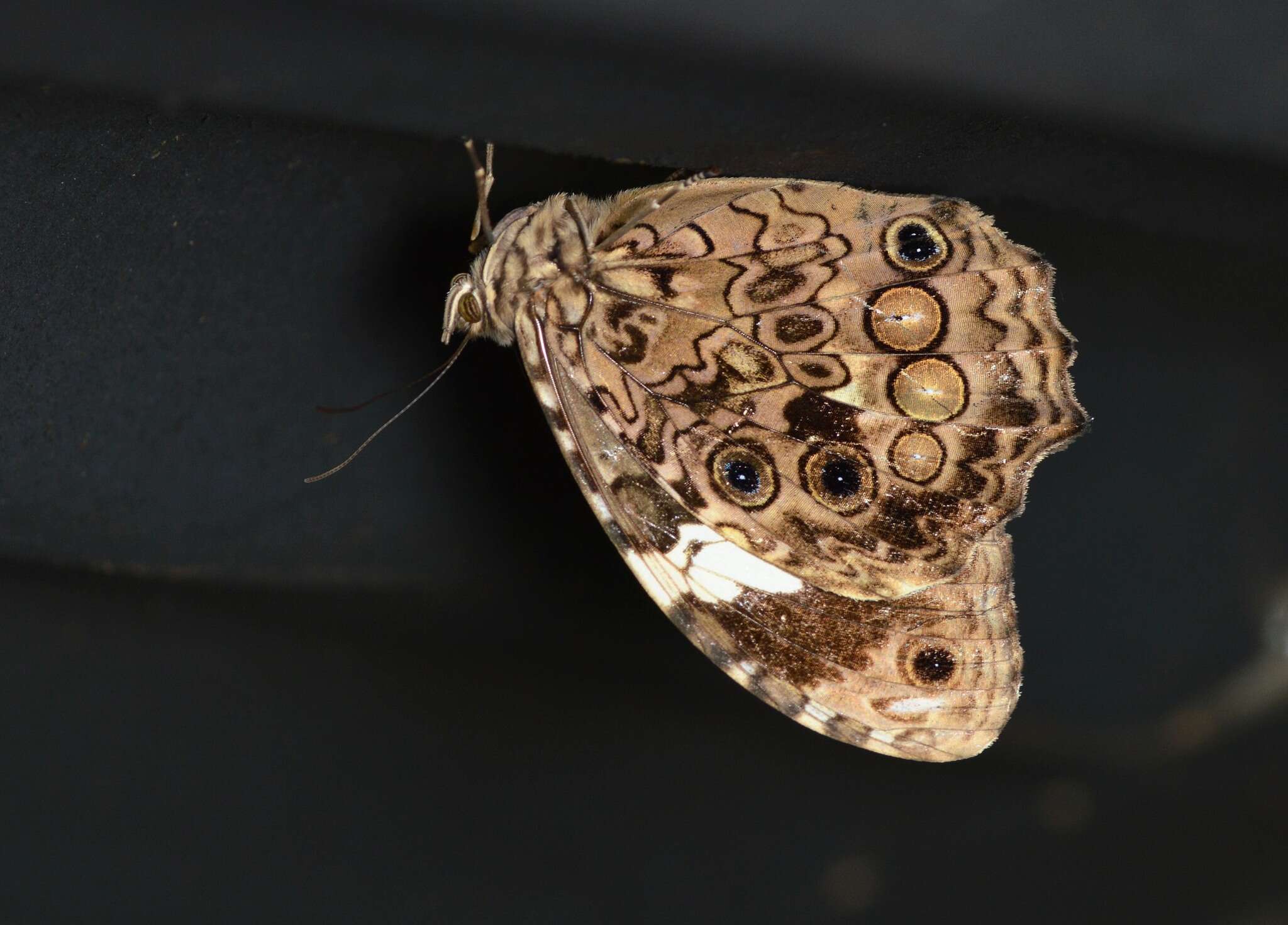 Image of White-spotted Satyr