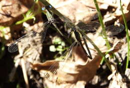 Imagem de Lestes virgatus (Burmeister 1839)