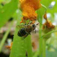 Image of Pruinose Squash Bee