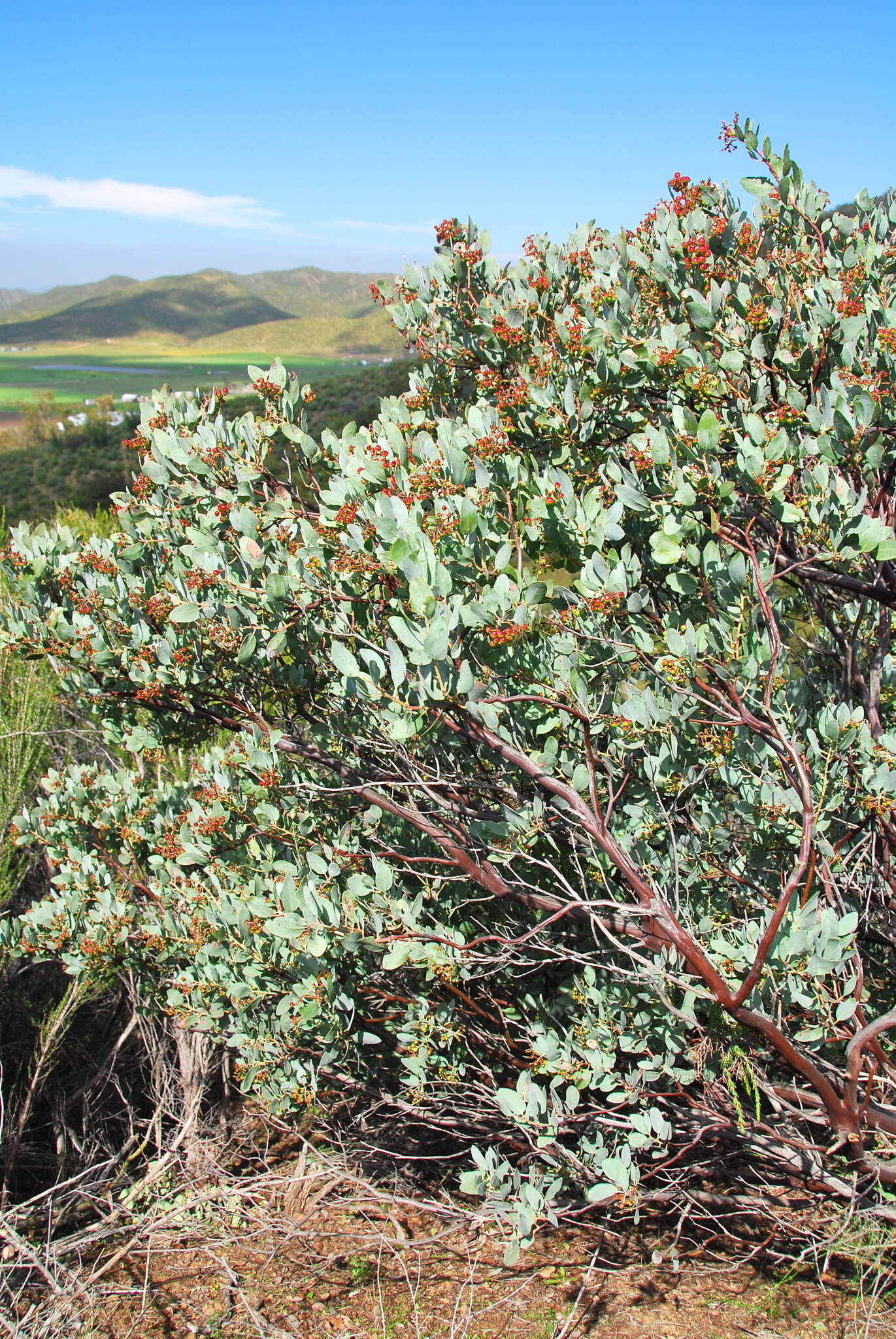 Image of Arctostaphylos incognita J. E. Keeley, A. Massihi, J. Delgadillo Rodriguez & S. A. Hirales