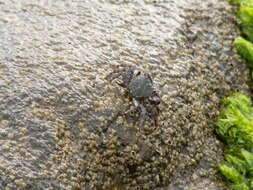 Image of marbled rock crab