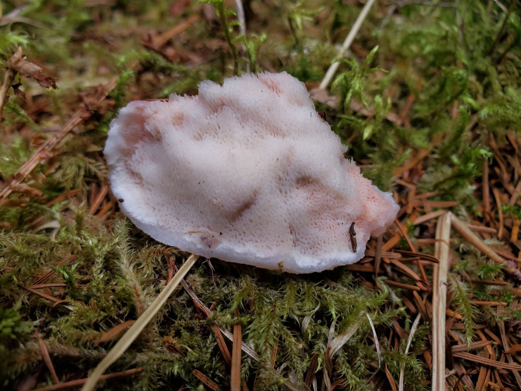 Image of Leptoporus mollis (Pers.) Quél.